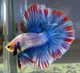 Betta MACHO